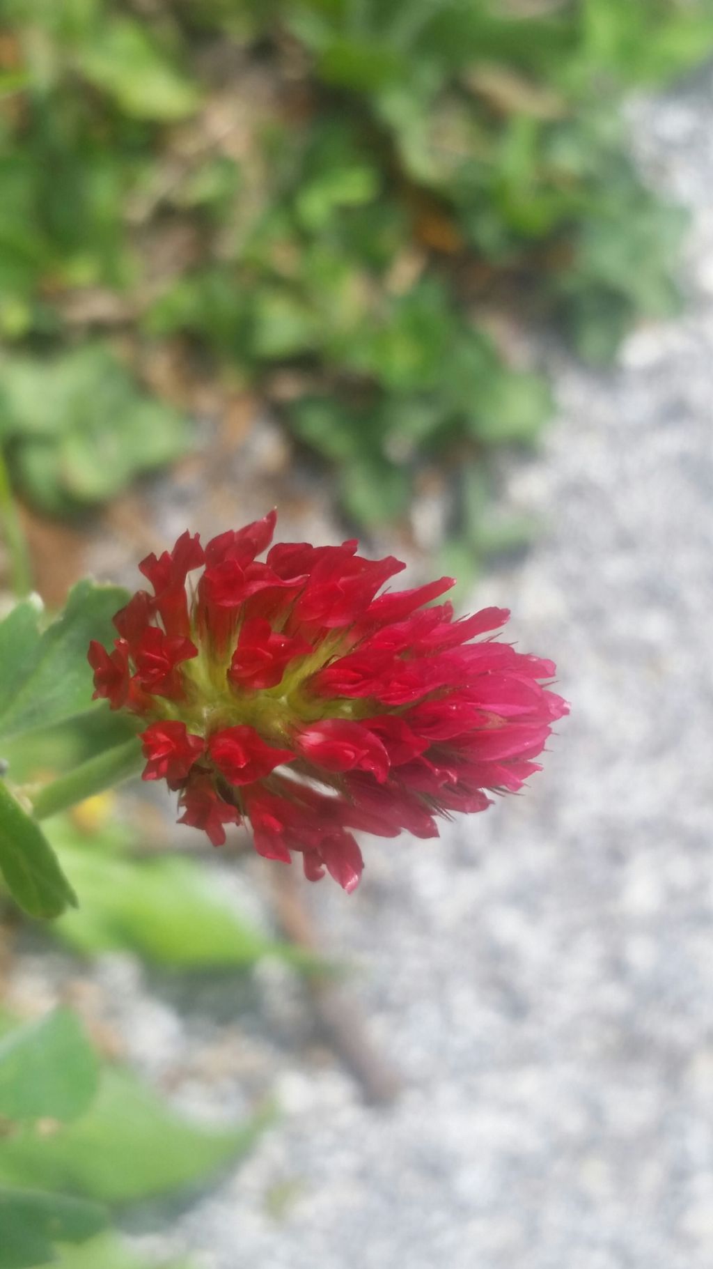 Trifolium incarnatum (Fabaceae)